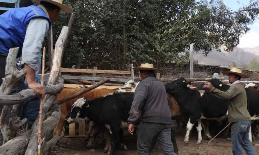 Se intensificó apoyo para crianceros con nuevo traslado de animales a La Araucanía