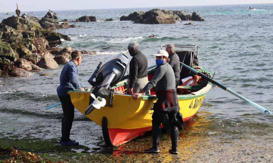 Pescadores de Los Vilos siembran lapas y locos para dar sustentabilidad al recurso marino