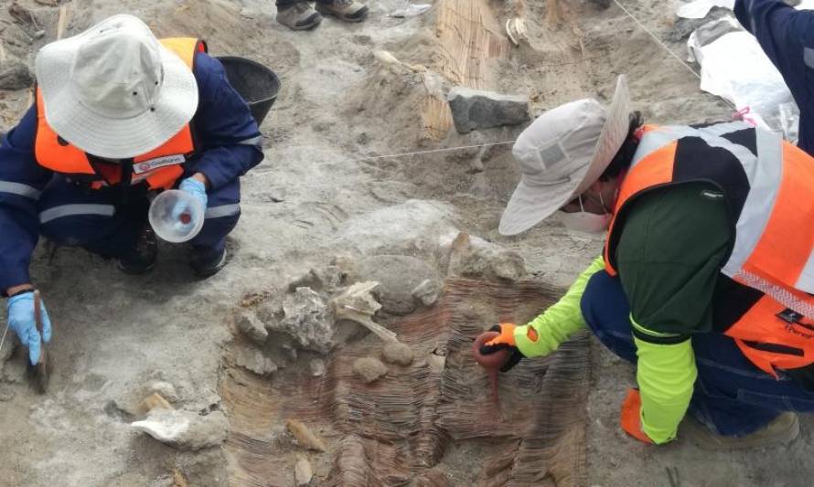 Encuentran momias y restos arqueológicos en trabajos de ampliación de Quebrada Blanca 