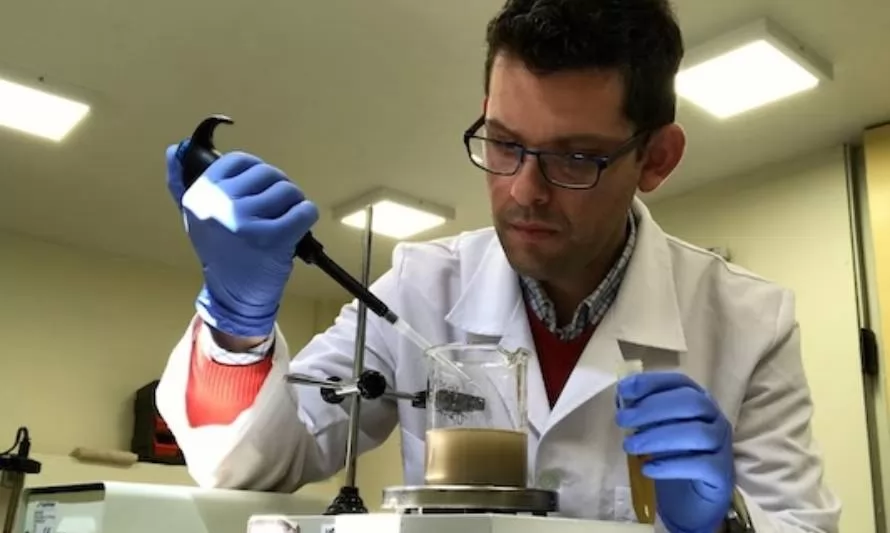 Investigadores emplean un hongo para acelerar trabajo de bacterias que recuperan cobre